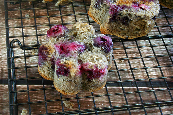 Blue Corn Muffin cooling 