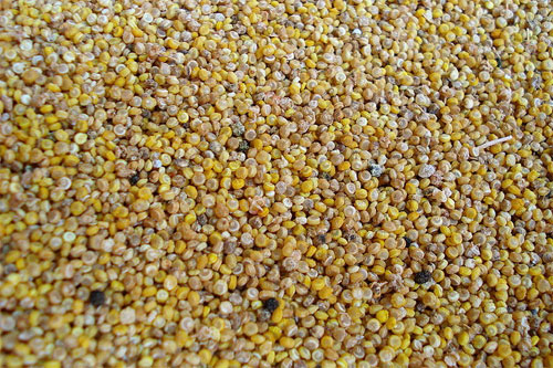 Small Grains (Quinoa)