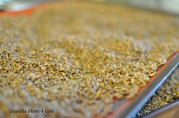 freshly dehydrated wheat berries