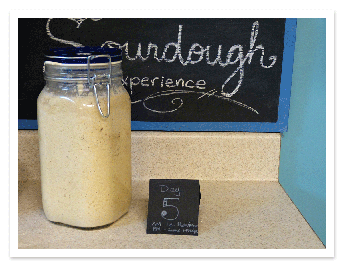 Sourdough Starter: The Easy Button