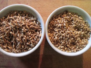triticale and wheat berries