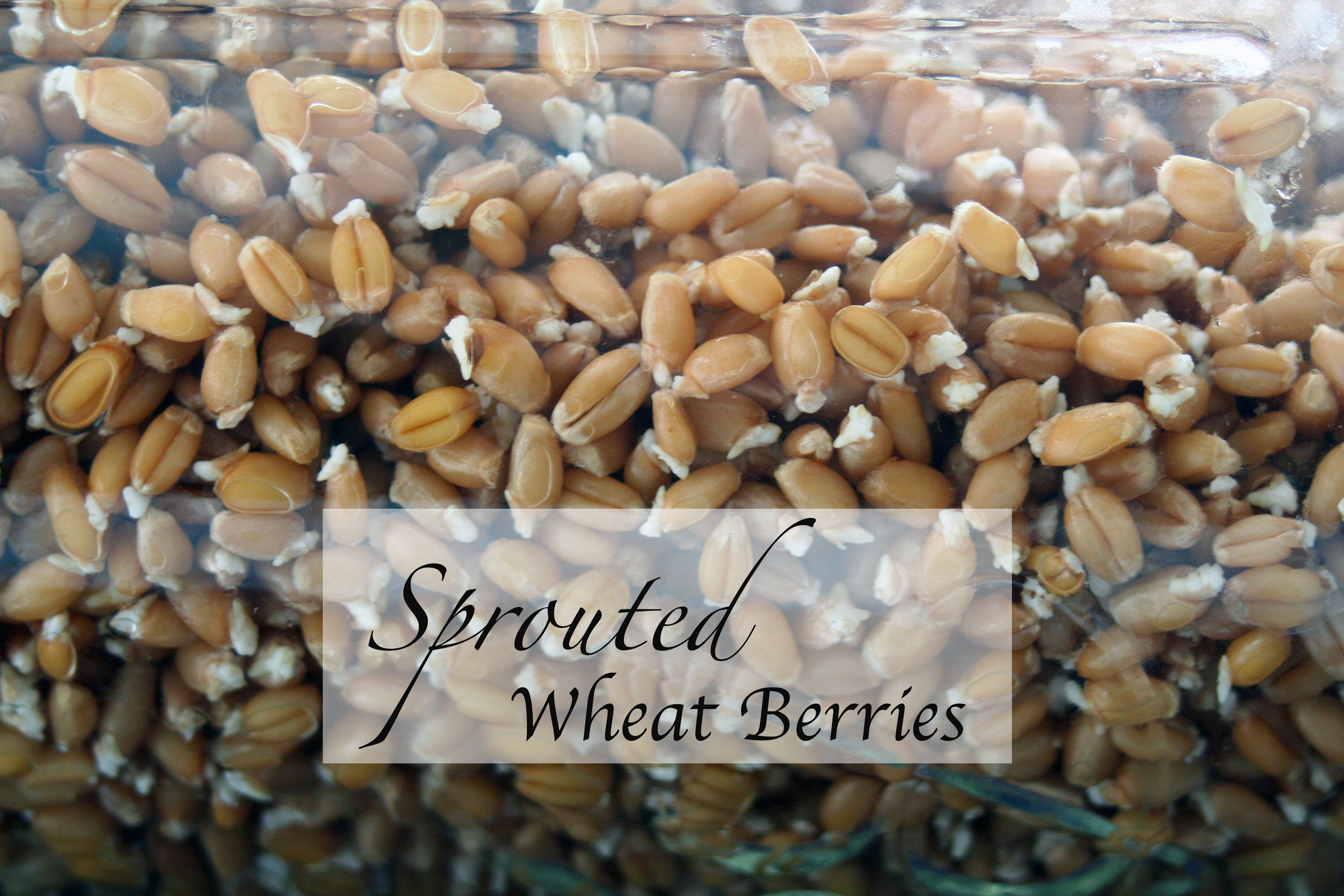 Sprouted Wheat Berries – a tutorial