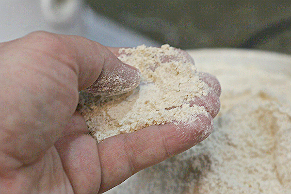 Einkorn wheat pastry flour