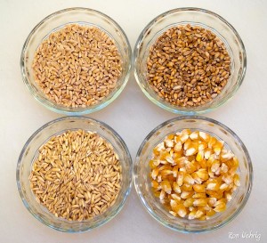 Top Left: Hard White Wheat, Hard Red Wheat, Oats, and Corn